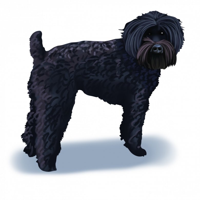 Black best sale mini schnoodle