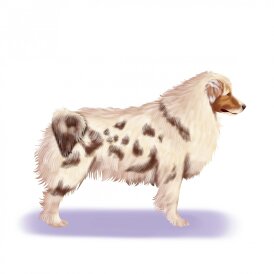 Australian Shepherd Dog - Bitches