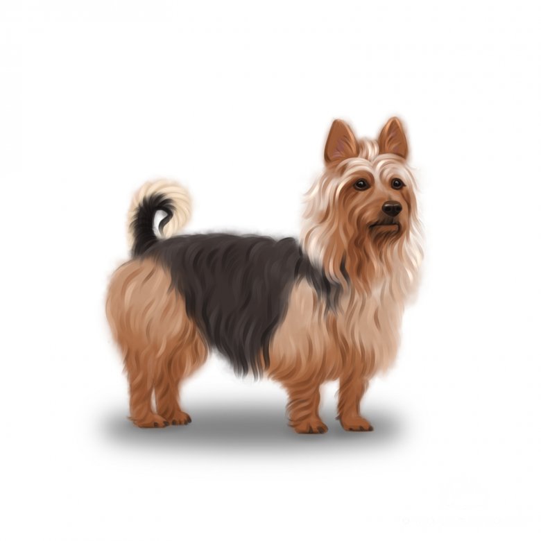 Australian terrier for sales sale near me