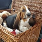 Basset Hound