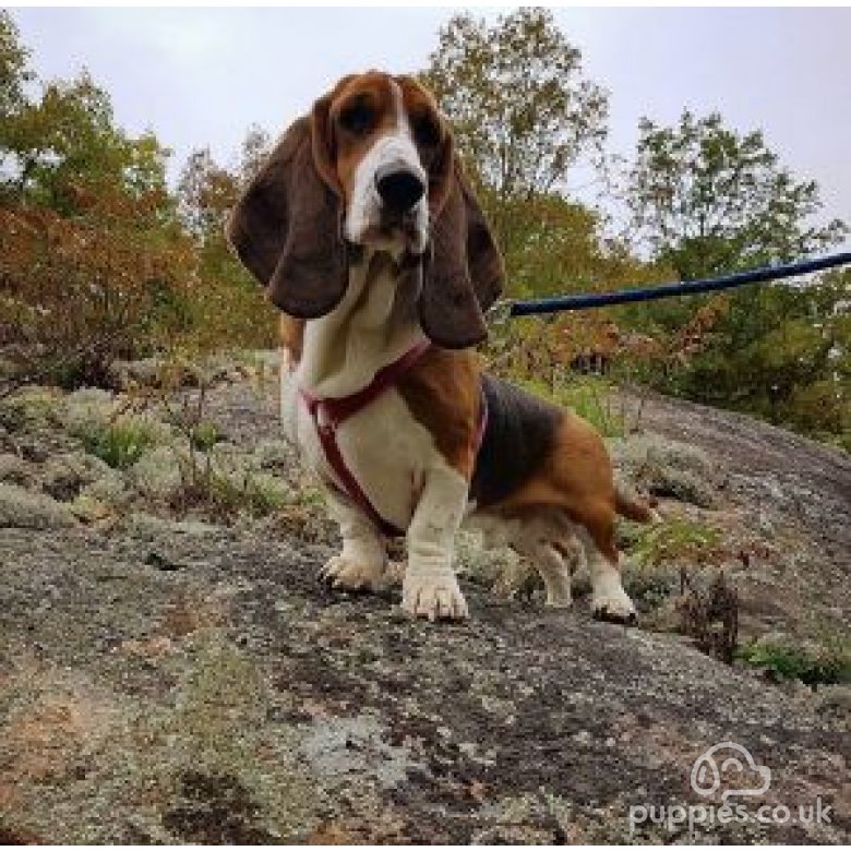 Basset Hound