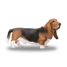 Basset Hound - Bitches