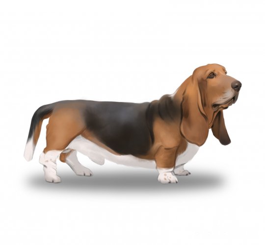 Basset Hound