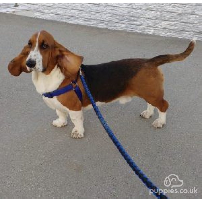 Basset Hound