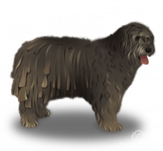 Bergamasco