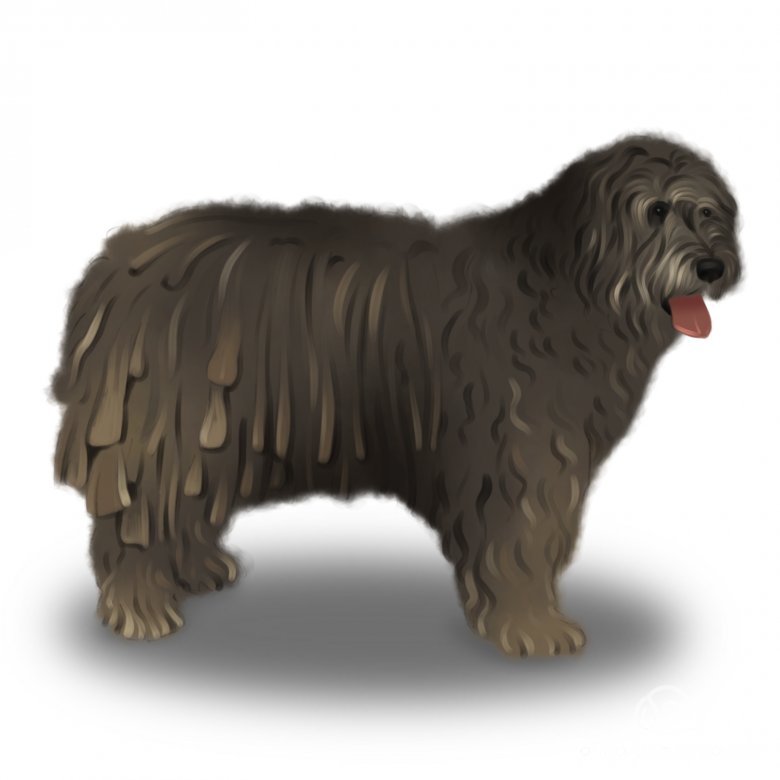 Bergamasco