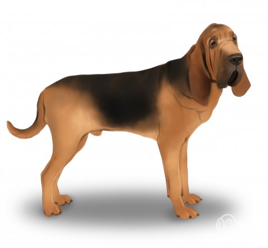 Bloodhound