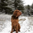 Bloodhound