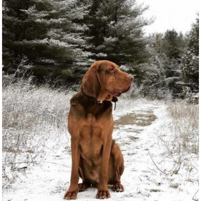 Bloodhound