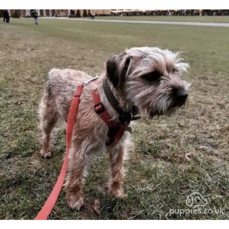 Border Terrier