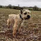 Border Terrier