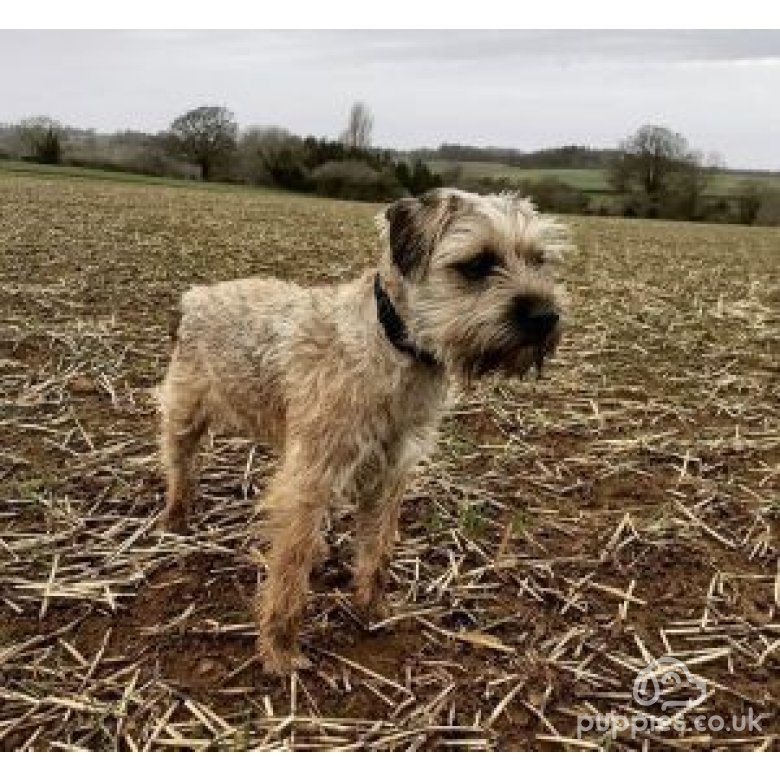 Border Terrier