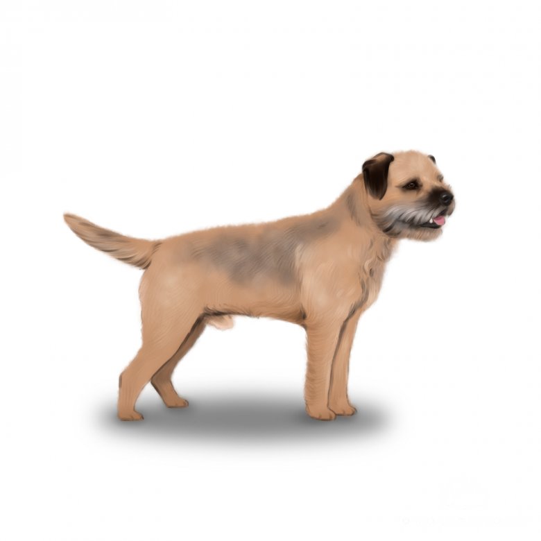 Border Terrier