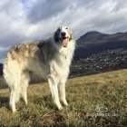 Borzoi