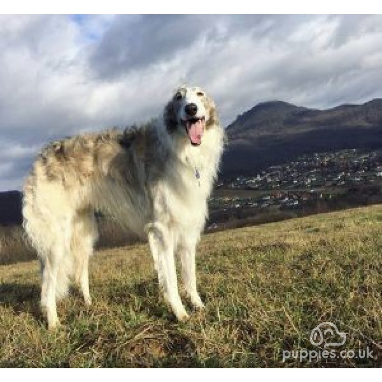 Borzoi