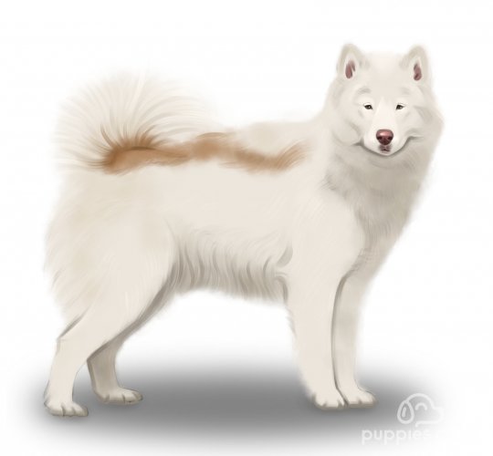 Canadian Eskimo Dog