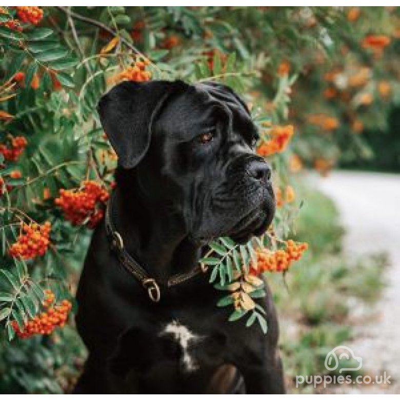 Cane Corso