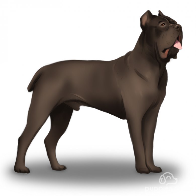 Cane Corso