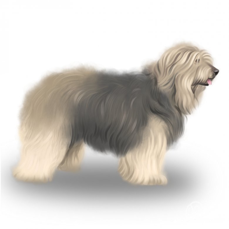 Catalan Sheepdog Dog Breed Information