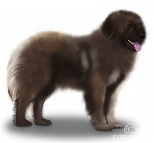 Caucasian Shepherd Dog