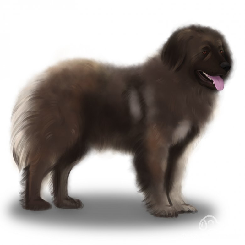 Caucasian Shepherd Dog