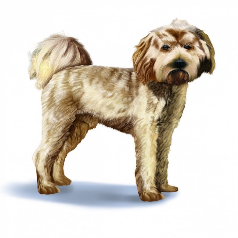 Cavapoo