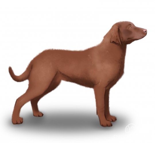 Chesapeake Bay Retriever