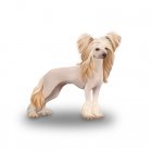 Chinese Crested