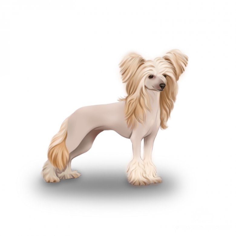 Chinese Crested