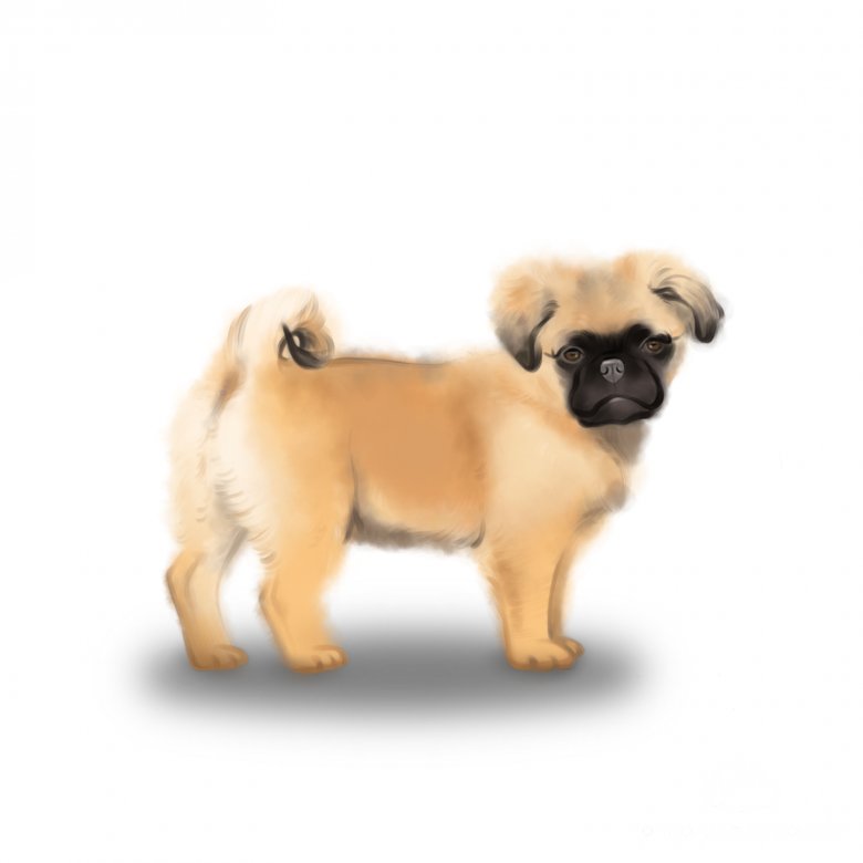 Chug breed shop of dog