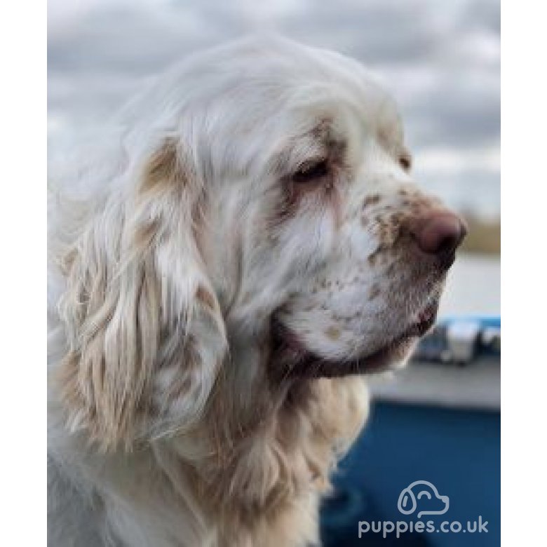 Clumber Spaniel