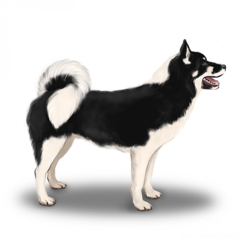 Greenland Dog