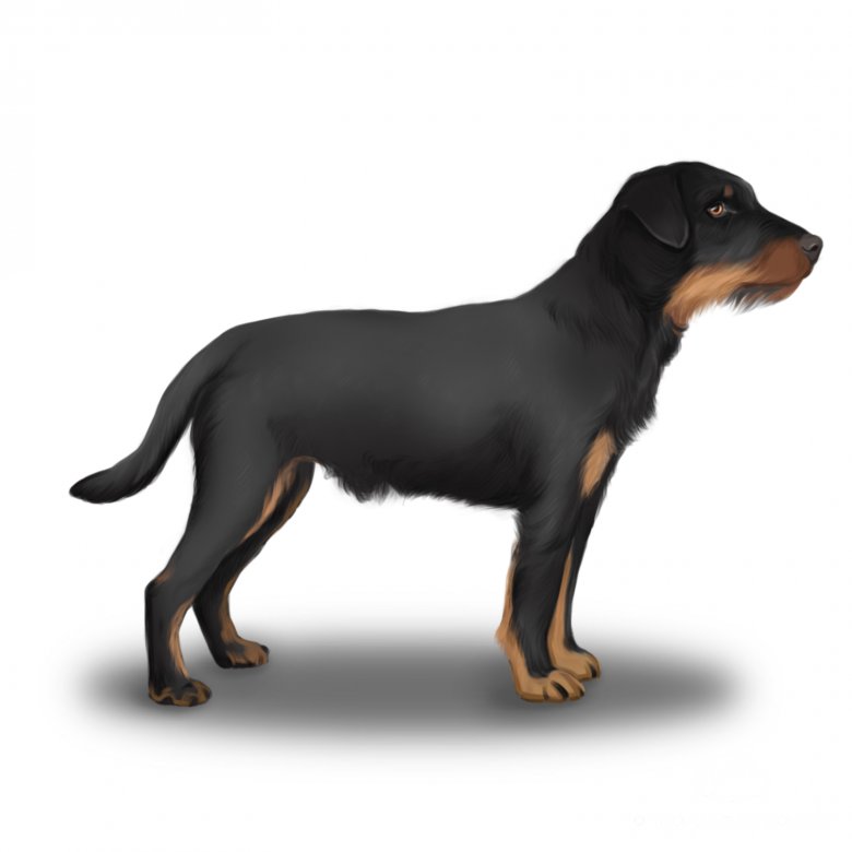 Jagdterrier hypoallergenic sales