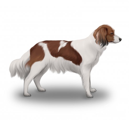 Kooikerhondje