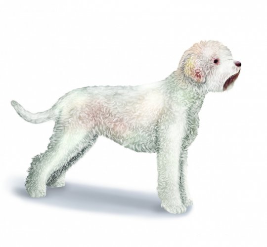 Lagotto Romagnolo