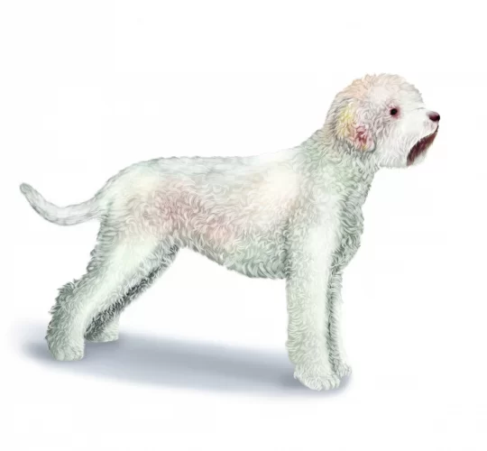 Lagotto Romagnolo