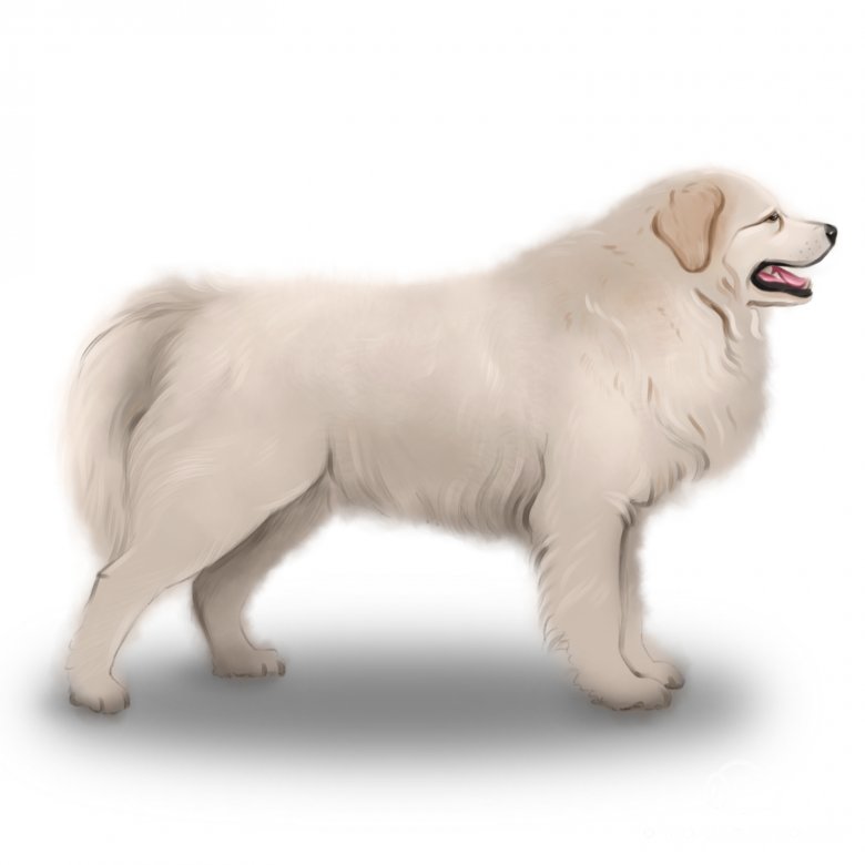 Maremma Sheepdog