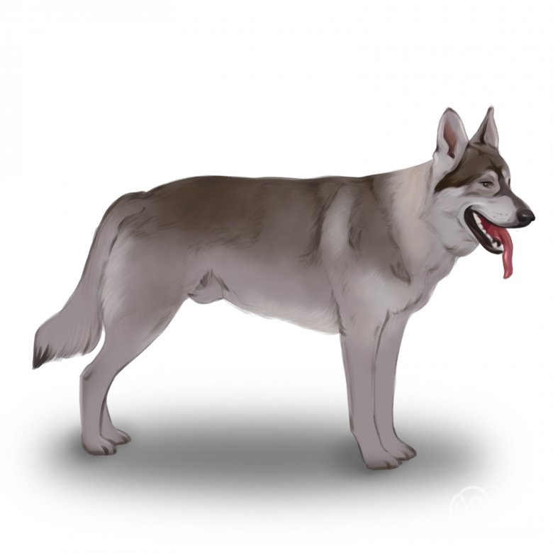 Northern Inuit