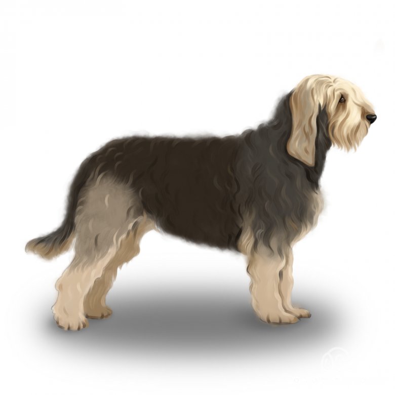 Otterhound hypoallergenic hot sale