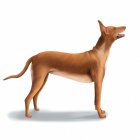 Pharaoh Hound