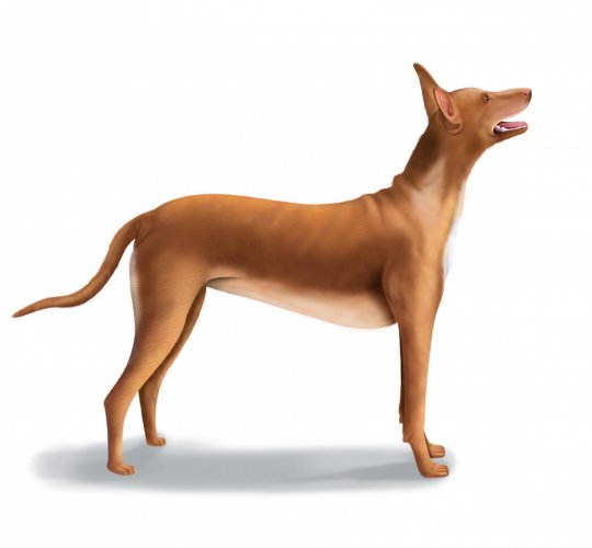 Pharaoh Hound