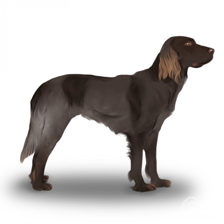 Picardy Spaniel