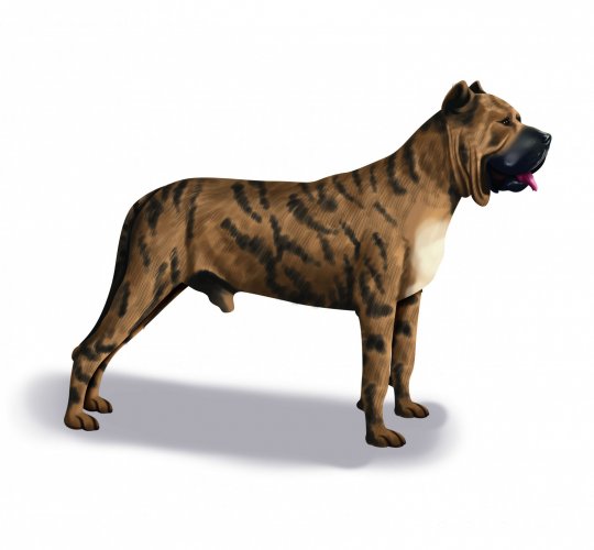 Presa Canario