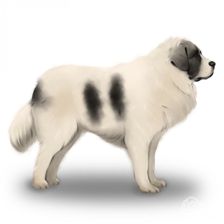 Pyrenean Mastiff