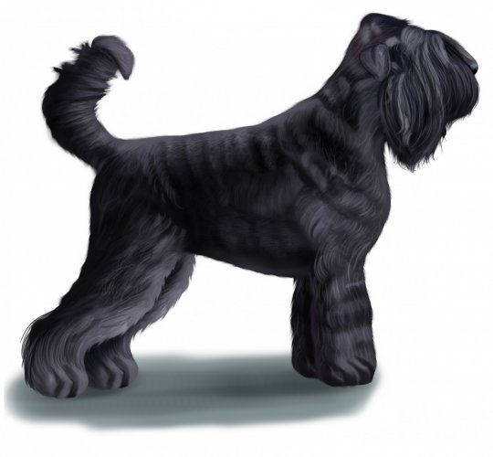 Russian Black Terrier