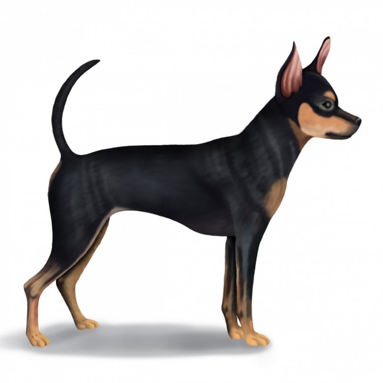 Russian Toy Terrier