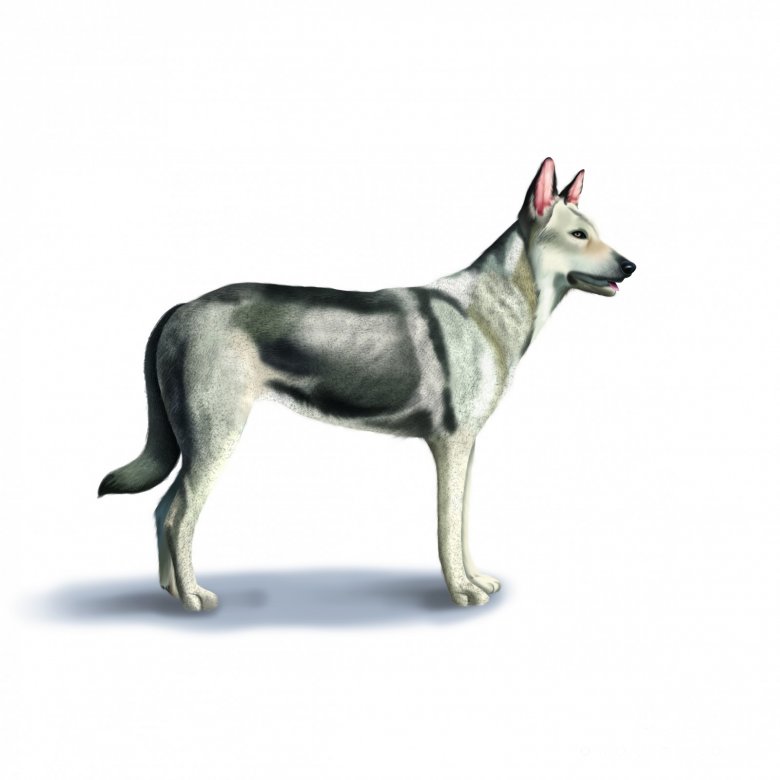 Saarloos Wolfdog