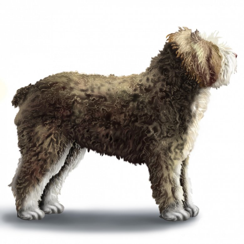 Spanish Water Dog