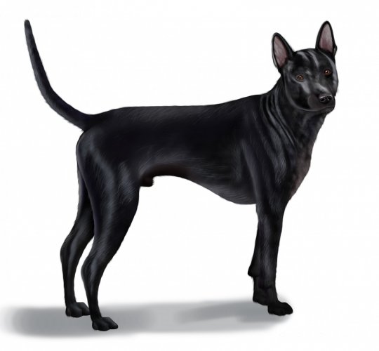 Thai Ridgeback