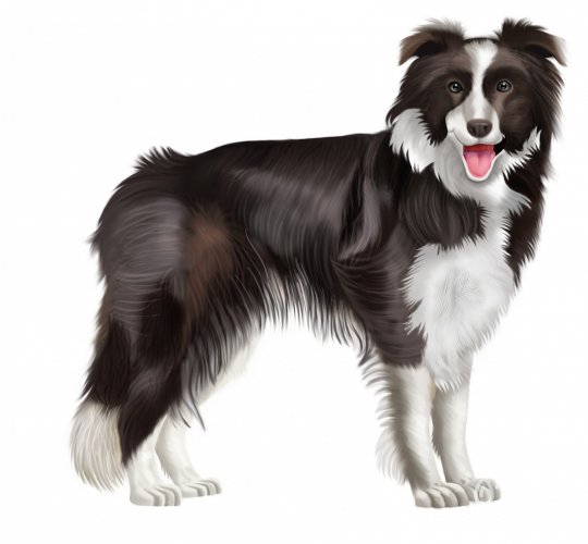 Welsh Collie